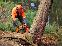 Best Tree Cabling and Bracing  in Siloam Springs, AR