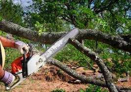 Best Tree and Shrub Care  in Siloam Springs, AR