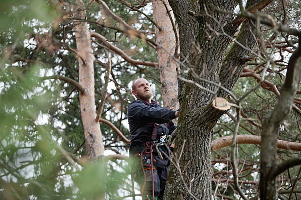 Best Fruit Tree Pruning  in Siloam Springs, AR