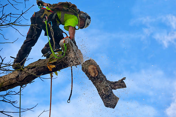 How Our Tree Care Process Works  in  Siloam Springs, AR